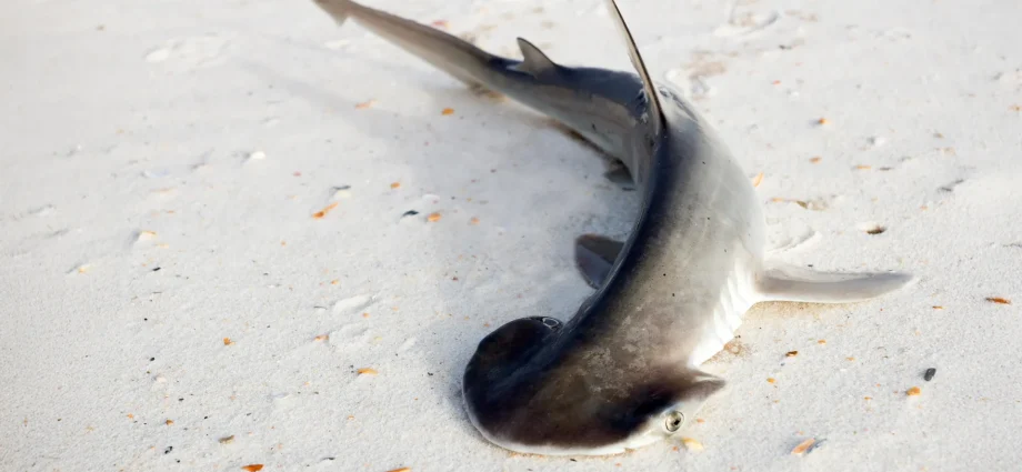 scientists-overturn-a-theory-about-this-shark’s-strange-head