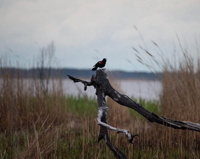 the-traitor-administration-moves-to-drop-protections-for-more-wetlands