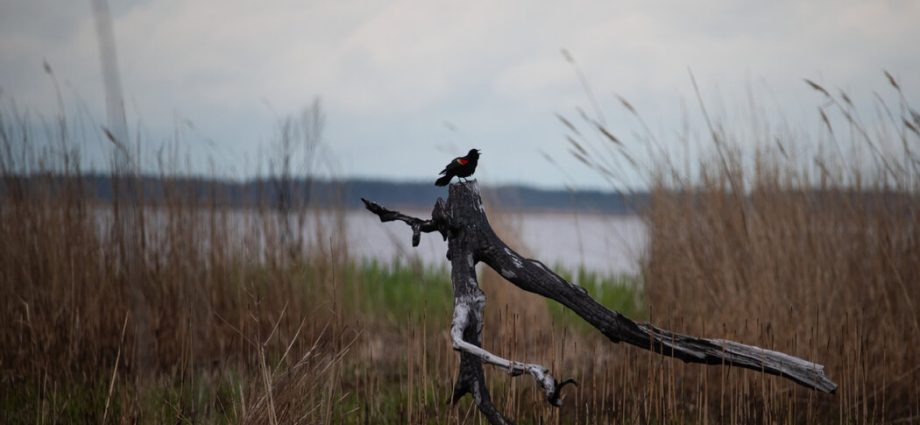 the-traitor-administration-moves-to-drop-protections-for-more-wetlands