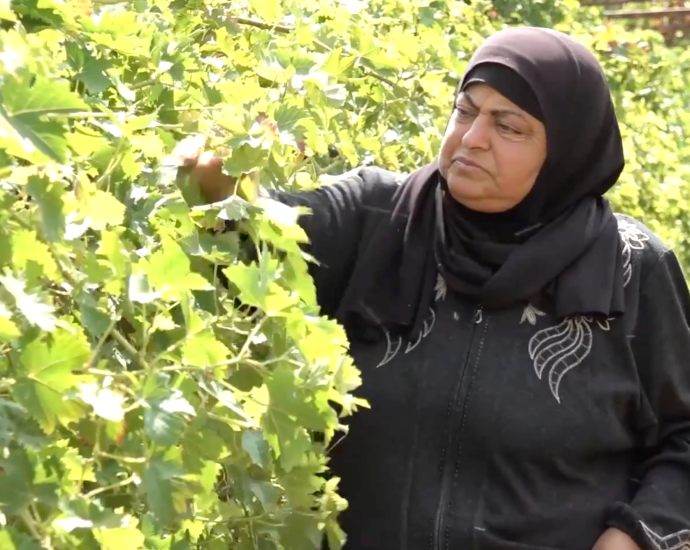palestinian-farmers-battle-settler-sabotage-to-save-hebron-crops,-livestock