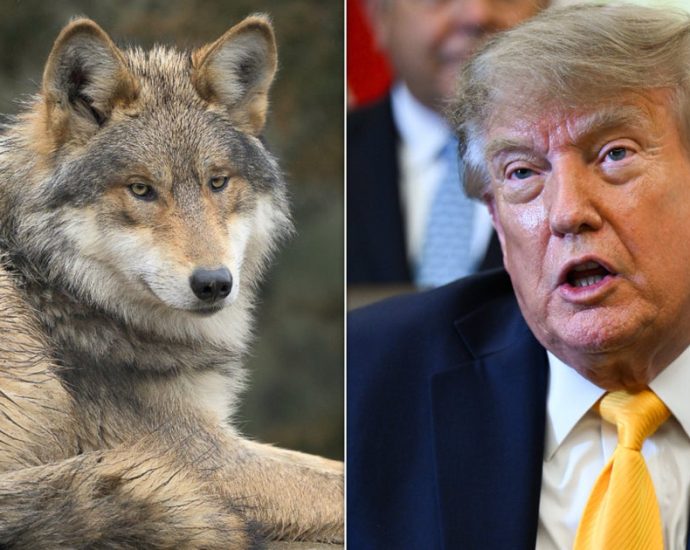the-traitor-moves-to-let-ranchers-kill-wolves:-‘you-can-shoot-‘em’