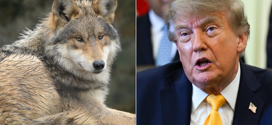 the-traitor-moves-to-let-ranchers-kill-wolves:-‘you-can-shoot-‘em’