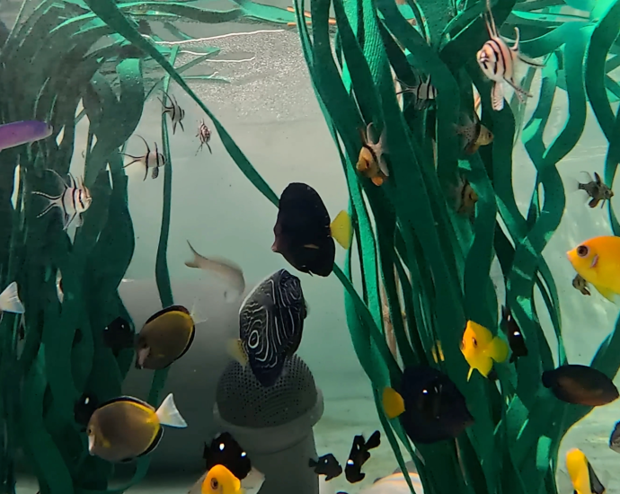 Nearly 500 animals rescued from trafficking arrive at a California aquarium
