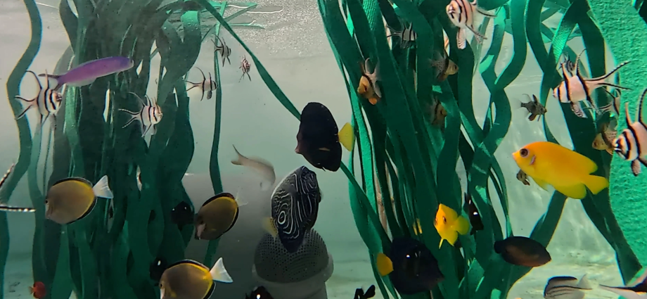 Nearly 500 animals rescued from trafficking arrive at a California aquarium
