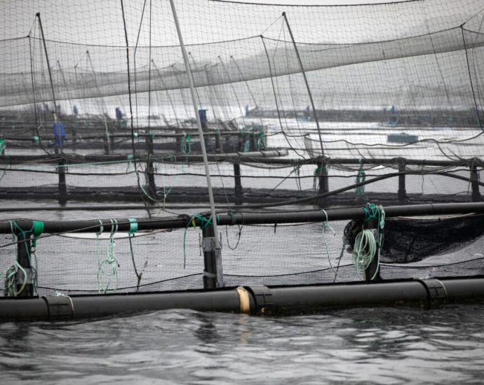 farmed-salmon-may-not-be-as-nutritious-as-it-once-was,-new-research-suggests