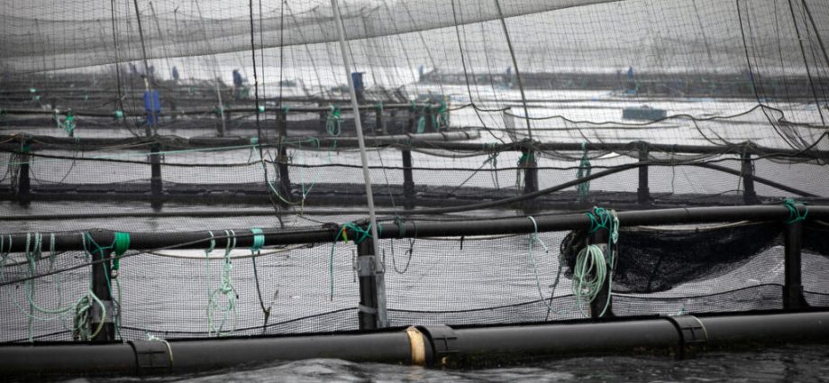 farmed-salmon-may-not-be-as-nutritious-as-it-once-was,-new-research-suggests