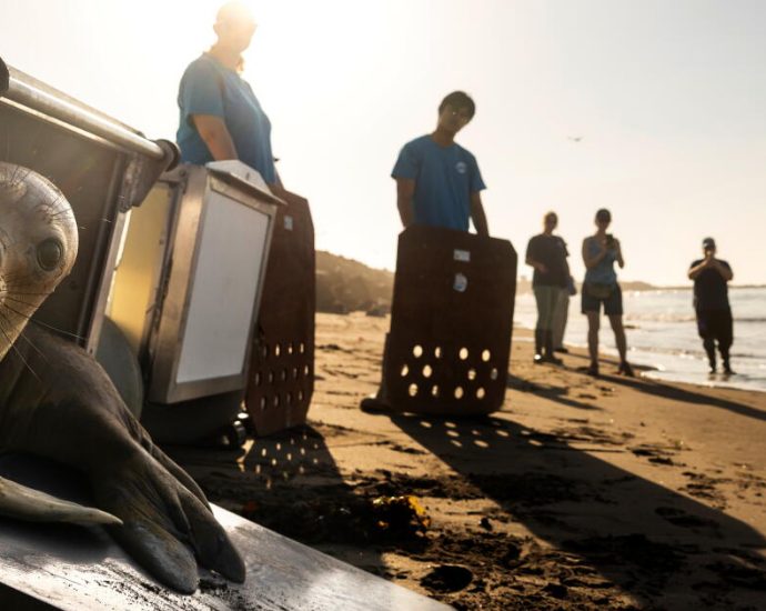 el-nino-could-bring-waves-of-starving-sea-lion-pups-to-california-beaches.-it’s-happened-before