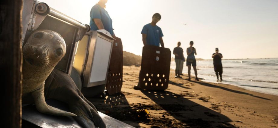 el-nino-could-bring-waves-of-starving-sea-lion-pups-to-california-beaches.-it’s-happened-before