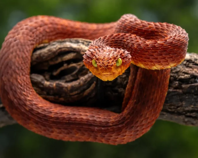 scientists-discover-a-powerful-new-antivenom-hidden-in-rattlesnake-blood
