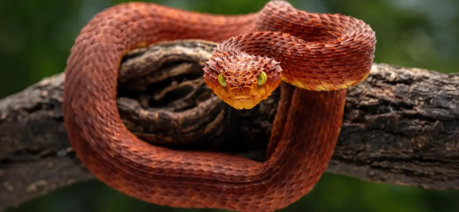 scientists-discover-a-powerful-new-antivenom-hidden-in-rattlesnake-blood