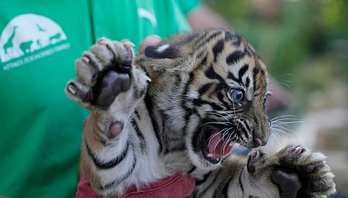sumatran-tiger-cubs-receive-first-health-checks-at-greek-zoo