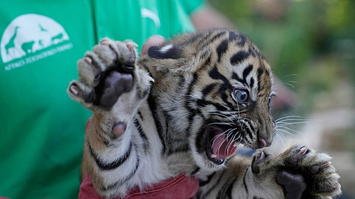 sumatran-tiger-cubs-receive-first-health-checks-at-greek-zoo