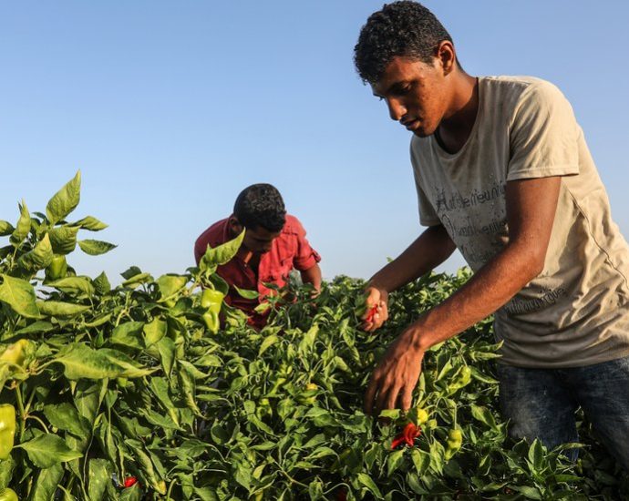 the-agricultural-fields-of-gaza-no-longer-feed-people
