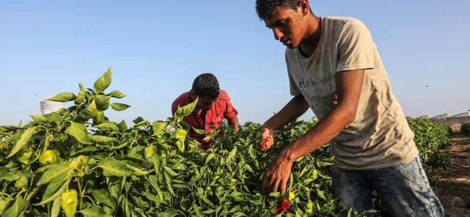 the-agricultural-fields-of-gaza-no-longer-feed-people