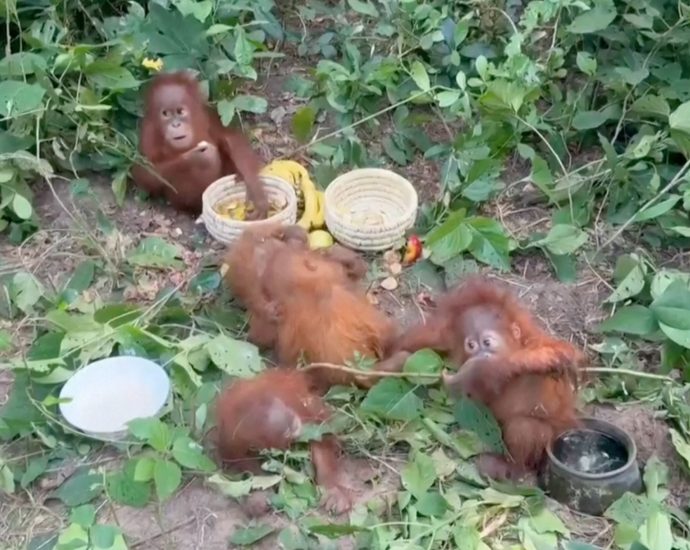 authorities-in-india-rescue-baby-orangutans-dumped-in-forest