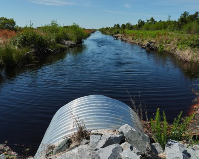 in-north-carolina,-a-race-is-on-to-restore-critical-peatland-before-it-dries-up-or-is-destroyed