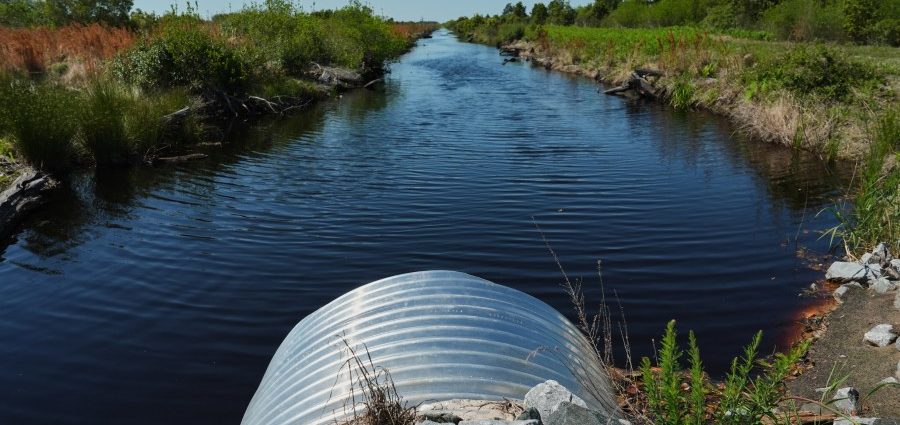in-north-carolina,-a-race-is-on-to-restore-critical-peatland-before-it-dries-up-or-is-destroyed