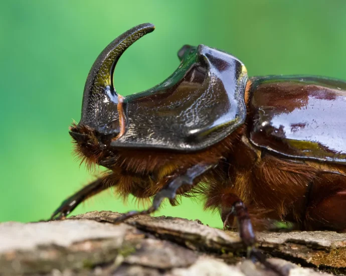 “parachute-science”-is-failing-the-tropics,-home-to-more-than-80%-of-insect-species