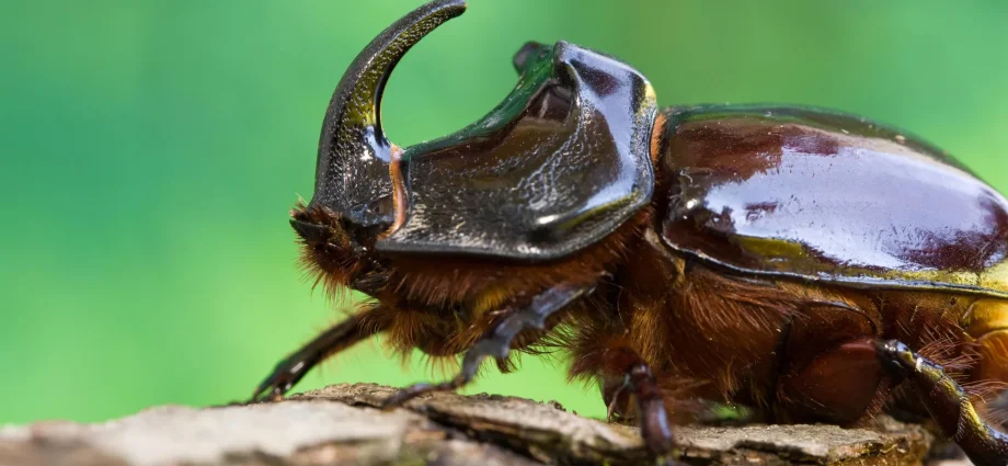 “parachute-science”-is-failing-the-tropics,-home-to-more-than-80%-of-insect-species