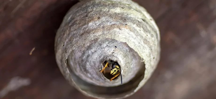 wasps-are-disappearing-this-summer,-and-scientists-are-worried