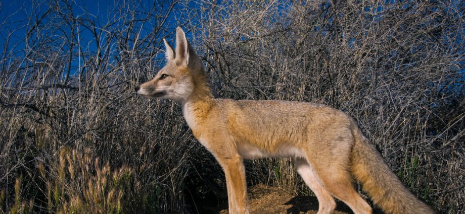 states-file-2-lawsuits-over-the-traitor’s-cuts-to-endangered-species-act