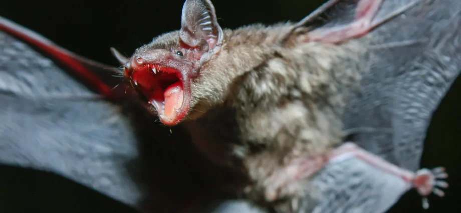 the-secret-to-longer-life-may-be-hidden-in-bat-dna