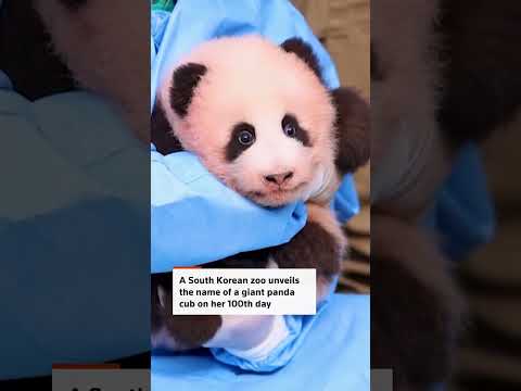 🐼-south-korean-zoo-names-giant-panda-cub-on-100th-day