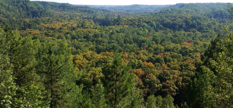 formal-repeal-of-roadless-rule-directly-threatens-midwest-wilderness