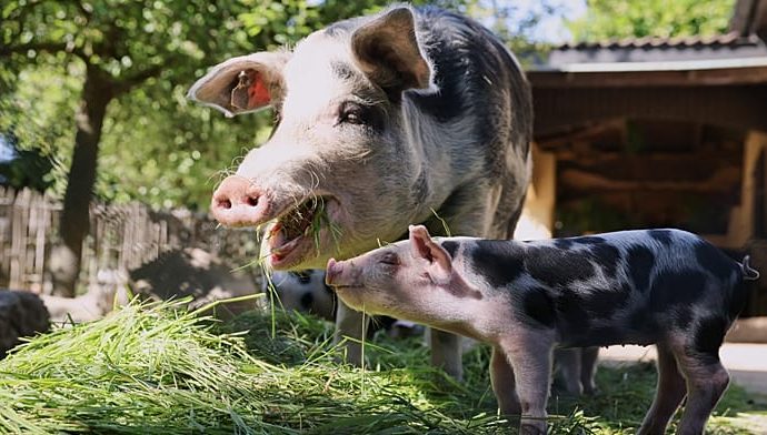 tourists-swim-with-greece’s-famous-black-pigs-on-atokos-island