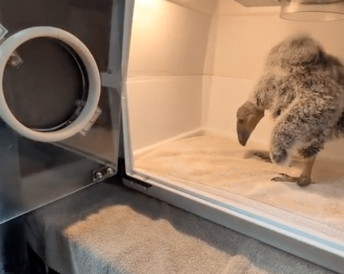 Single California condor mother gets help raising her chick