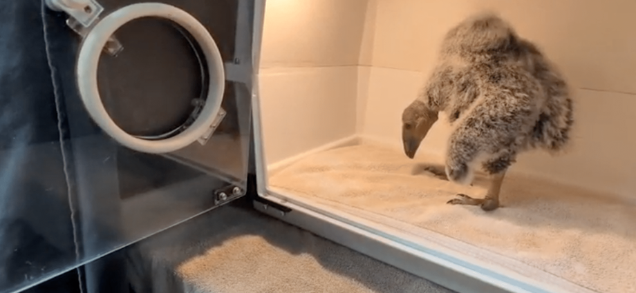Single California condor mother gets help raising her chick