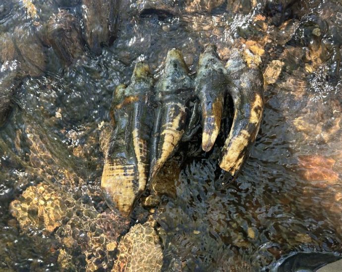 ‘Oddly shaped rock’ unearthed in California turns out to be ‘immaculate’ mastodon molar