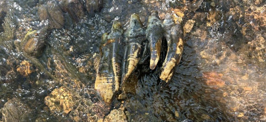 ‘Oddly shaped rock’ unearthed in California turns out to be ‘immaculate’ mastodon molar