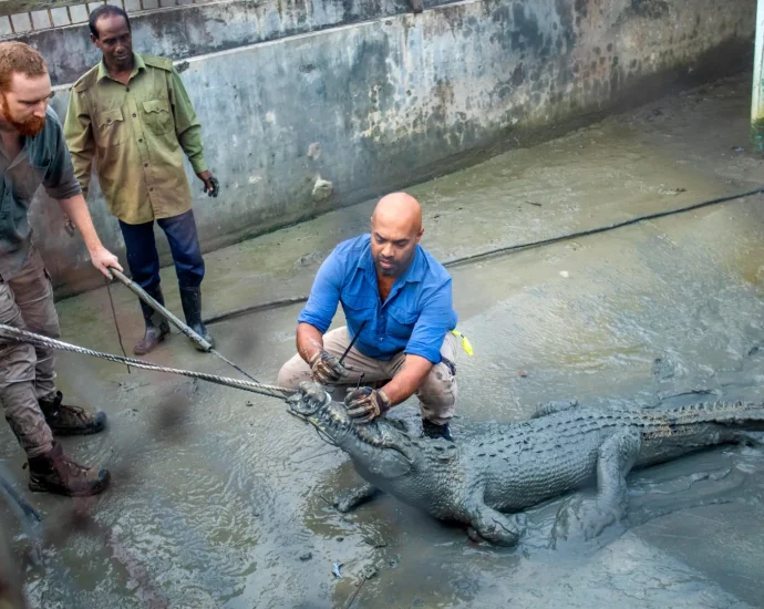 crocodiles-are-famous-for-finding-their-way-home.-these-ones-didn’t