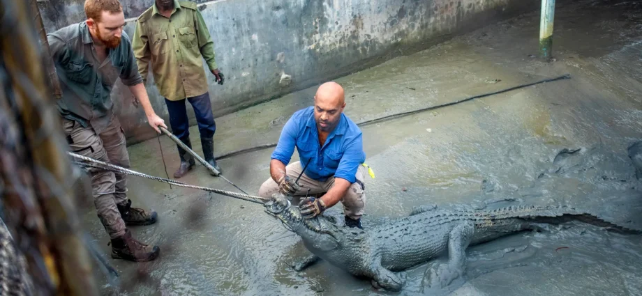 crocodiles-are-famous-for-finding-their-way-home.-these-ones-didn’t