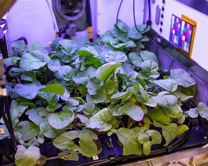 new-crops,-health-research-proposals-to-help-nasa-advance-exploration