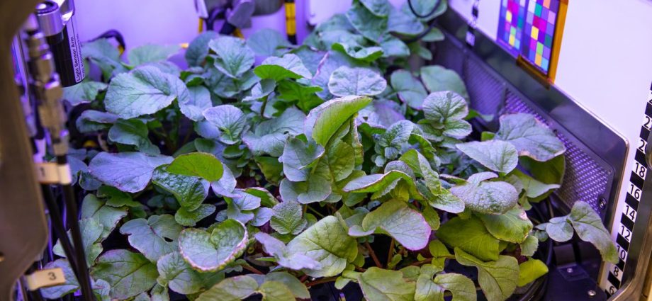 new-crops,-health-research-proposals-to-help-nasa-advance-exploration