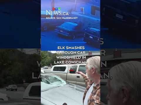 elk-smashes-into-windshield:-lake-cowichan,-bc.