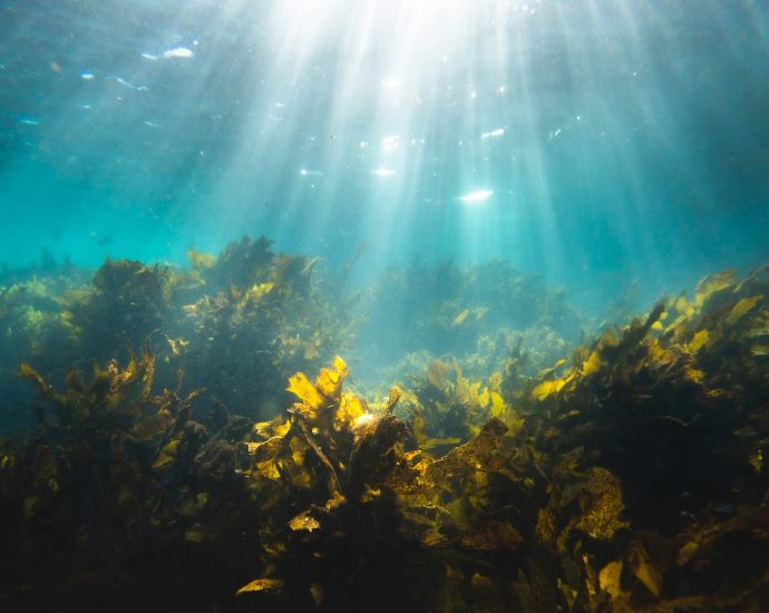 marine-bacteria-team-up-to-break-down-one-of-the-ocean’s-toughest-carbon-storing-molecules