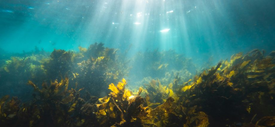 marine-bacteria-team-up-to-break-down-one-of-the-ocean’s-toughest-carbon-storing-molecules