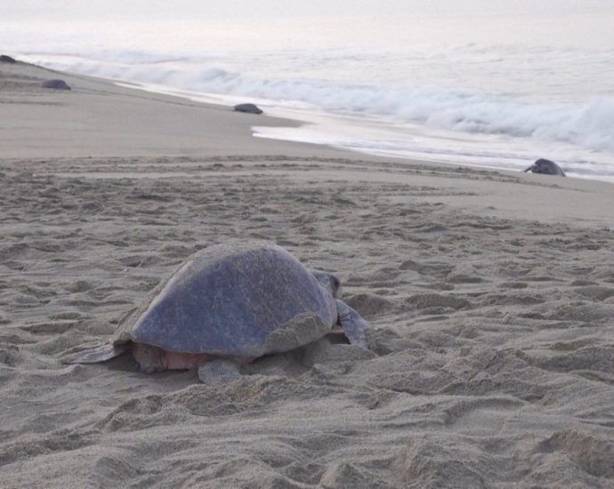 spectacular-turtle-nesting-event-in-southern-mexico