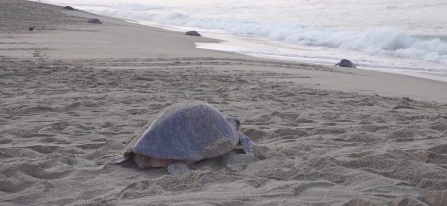 spectacular-turtle-nesting-event-in-southern-mexico