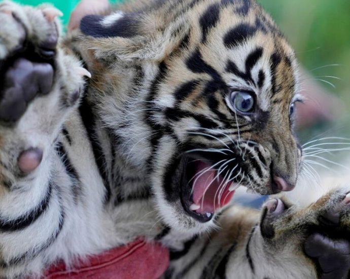 3-sumatran-tiger-cubs-born-in-greece-offer-hope-for-critically-endangered-species