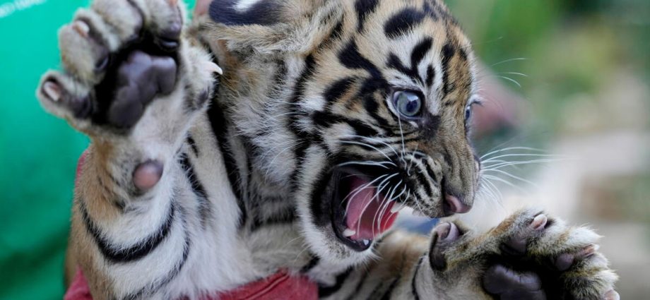 3-sumatran-tiger-cubs-born-in-greece-offer-hope-for-critically-endangered-species