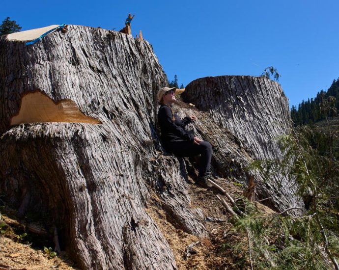 british-columbia-is-logging-its-last-old-growth.-protesters-are-sleeping-in-the-road-to-stop-it