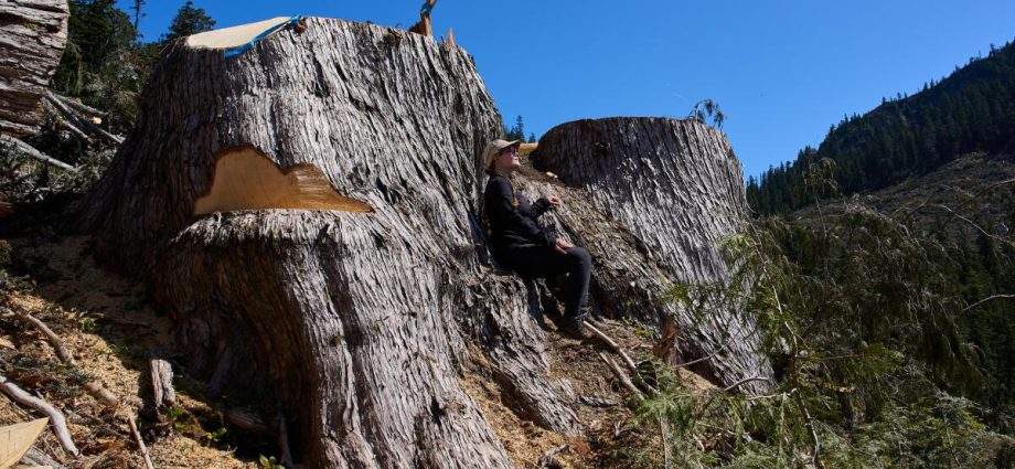 british-columbia-is-logging-its-last-old-growth.-protesters-are-sleeping-in-the-road-to-stop-it