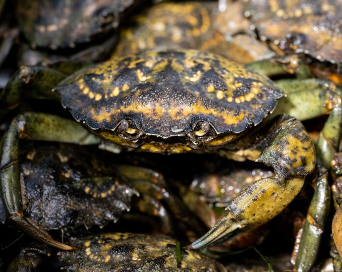 racing-to-contain-invasive-green-crabs-in-puget-sound