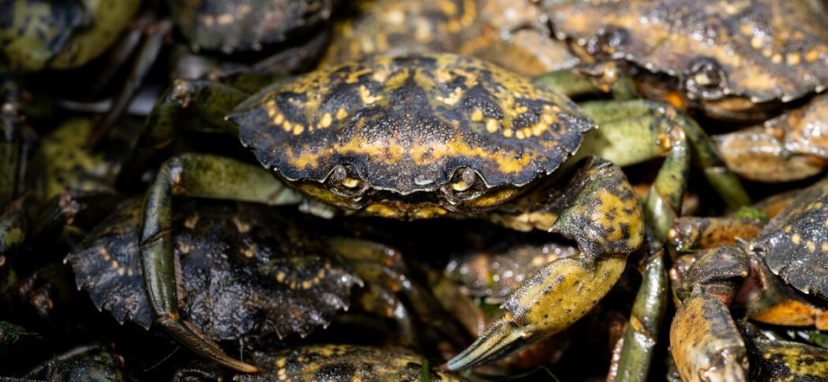 racing-to-contain-invasive-green-crabs-in-puget-sound