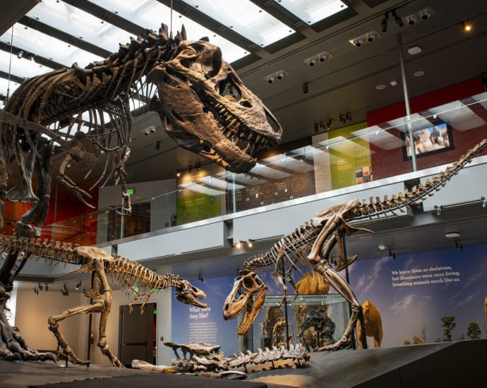 new-evidence-shows-that-you-are-only-slightly-hotter-than-a-t.-rex