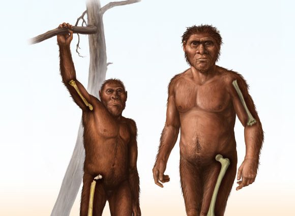 Fossil Evidence Suggests Early Homo Had Abandoned Tree-Climbing by 1.8 Million Years Ago